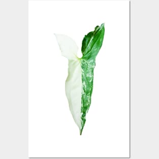 Unique and organic photo of a Syngonium Albo 6 Posters and Art